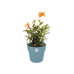 b.for original round mini 9cm azul grisáceo